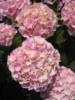 Hortensie-Hydrangea Pink Wonder